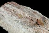 Devonian Petrified Wood (Callixylon) Section - Oldest True Wood #102057-2